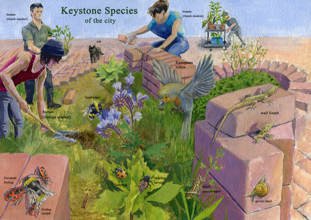Keystone Species of the City - ecological illustration on dibond aluminum plate exploring humans as keystone species